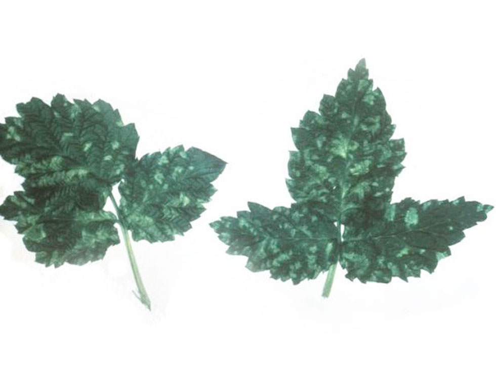 Raspberry ringspot (nepo)virus: Schadebeeld | © EPPO SCRI Dundee