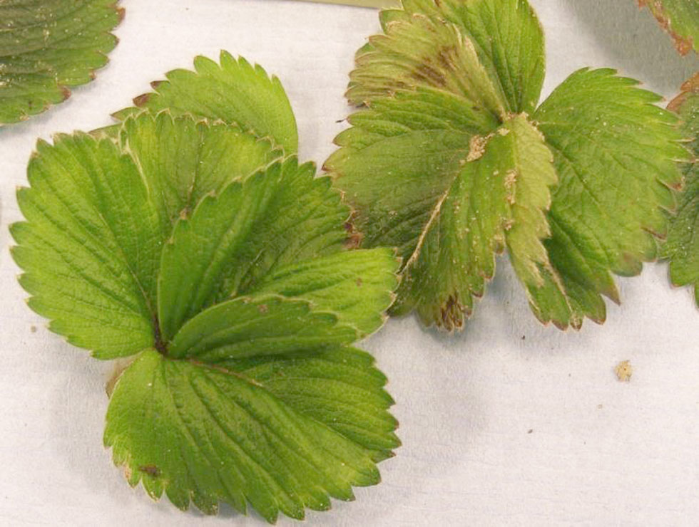 Strawberry latent ringspot (nepo)virus: Schadebeeld | © ILVO