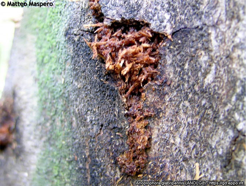 Aziatische boktor: Schadebeeld boormeel gemaakt door larve  | © EPPO, M. Maspero