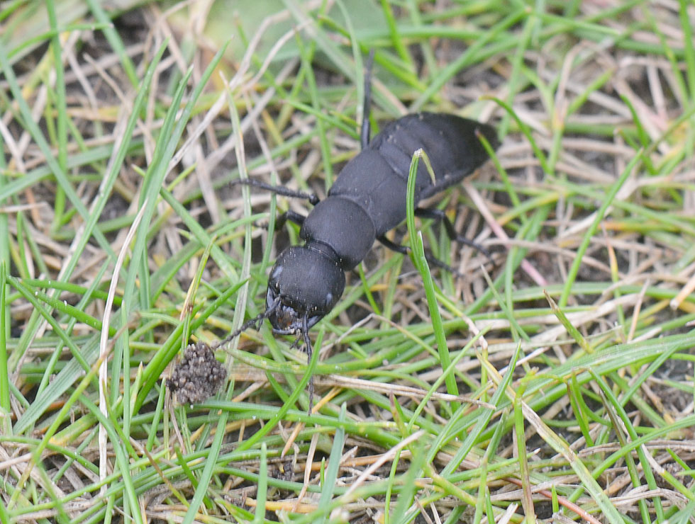 Kortschildkevers: Adult | © HoGent