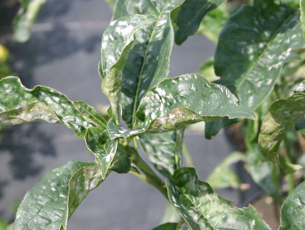 Witziekte: Schadebeeld op <I>Euonymus</I> | © Viaverda