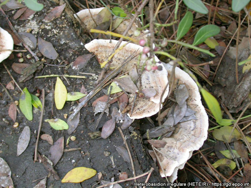 Heterobasidion irregulare: Schadebeeld vruchtlichamen | © EPPO, A. Mazzaglia, University of Studies of Tuscia, ViterboIt
