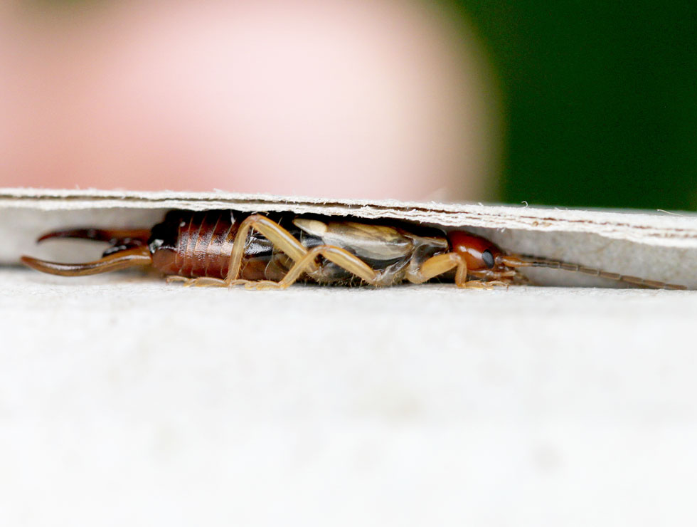 Oorwormen: Adult in rolletje | © HoGent