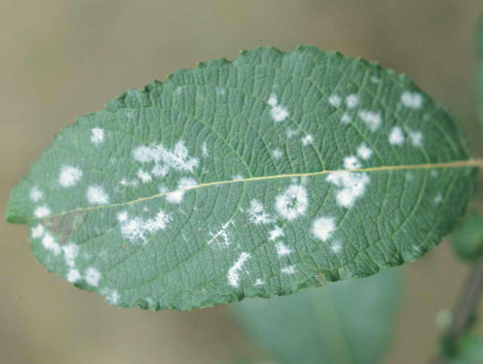 Witziekte: Schadebeeld op <I>Salix</I> | © Viaverda