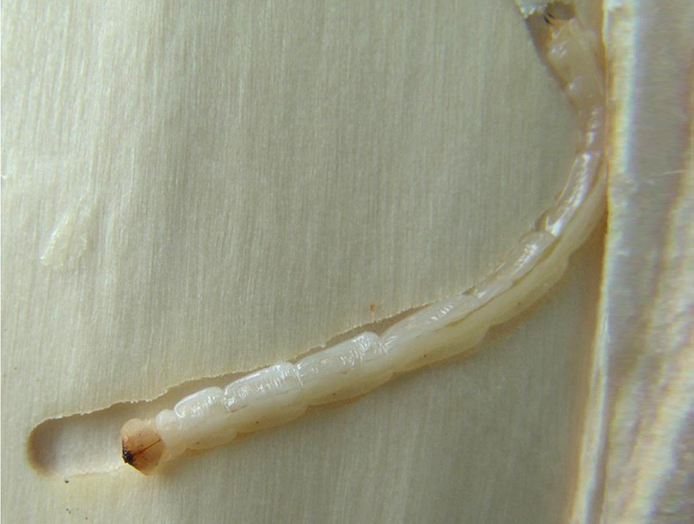 Agrilus fleischeri: Larve | © EPPO, K. Zang