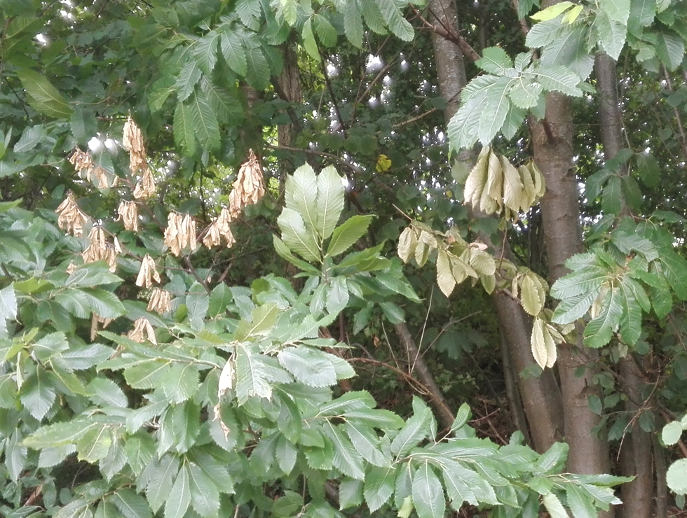 Kastanjekanker: Schadebeeld verwelking | © Viaverda