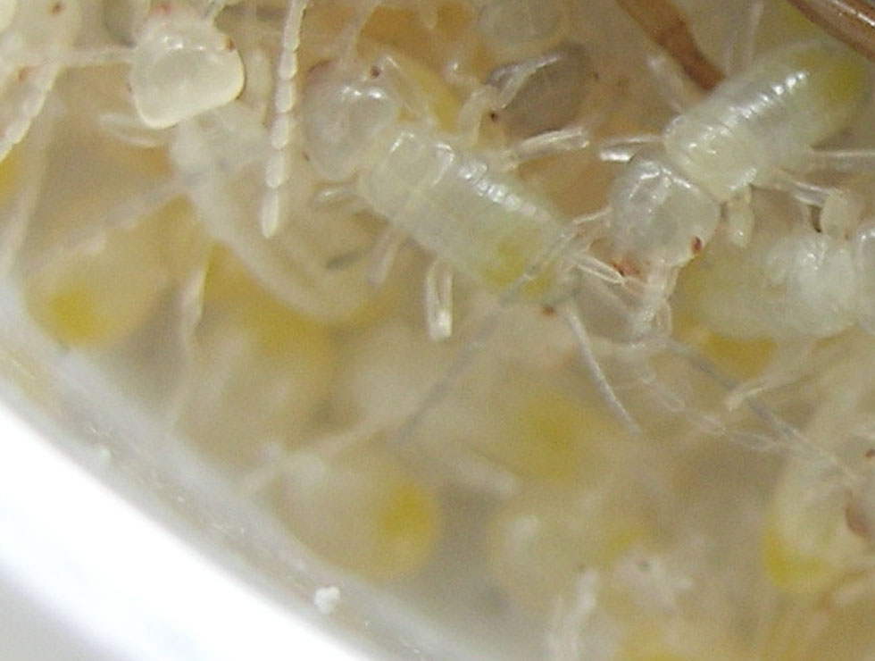 Oorwormen: Larve eerste stadium | © pcfruit