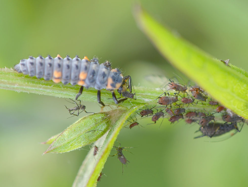 Lieveheersbeestjes: Larve valt bladluis aan | © HoGent