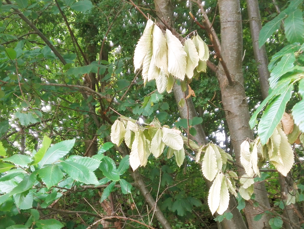 Kastanjekanker: Schadebeeld verwelking | © Viaverda