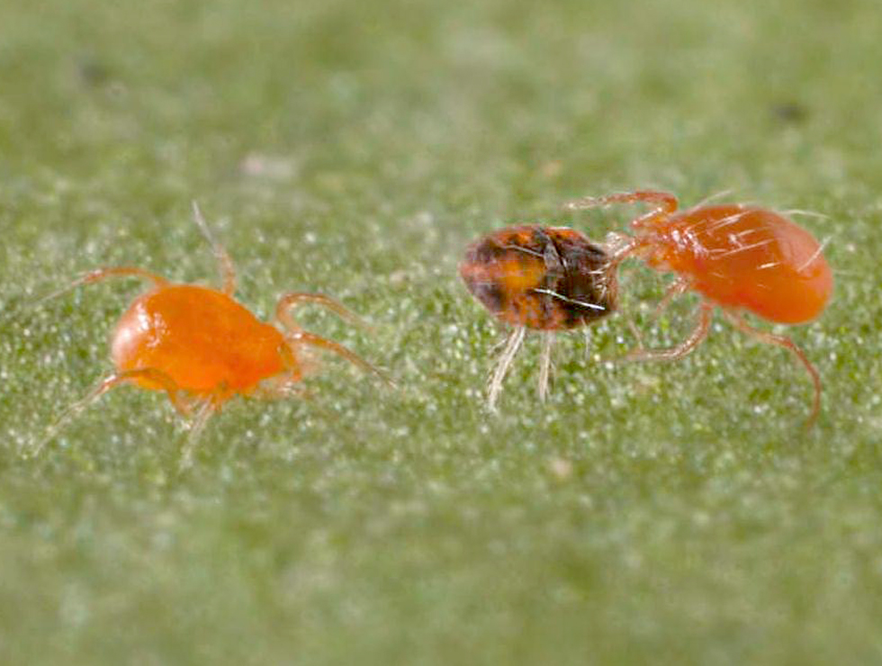 Roofmijten: Adult <I>P. Persimilis</I> verorbert spintmijt | © Koppert
