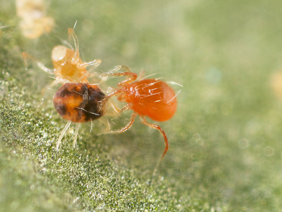 Roofmijten: Adult <I>Phytoseiulus sp</I>. valt mijt aan | © Koppert