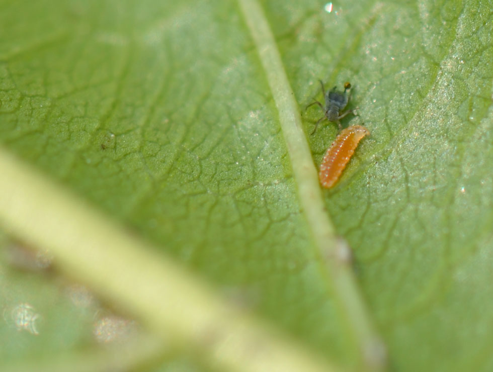 Roofgalmuggen: Larve valt bladluis aan | © HoGent