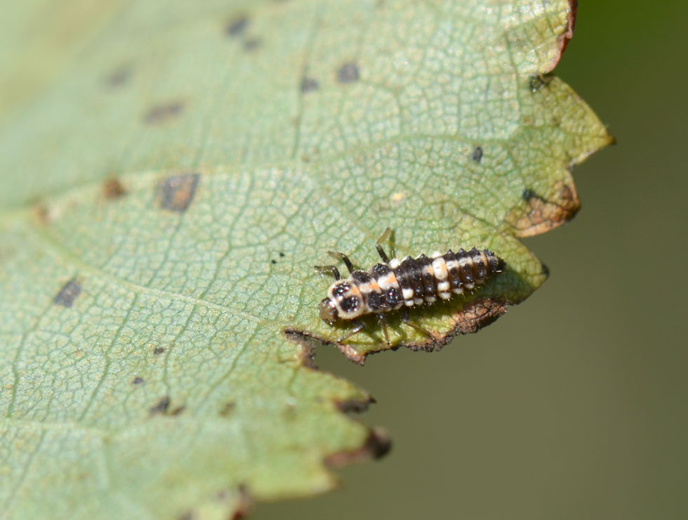 Lieveheersbeestjes: Larve vloeivleklieveheersbeestje | © HoGent