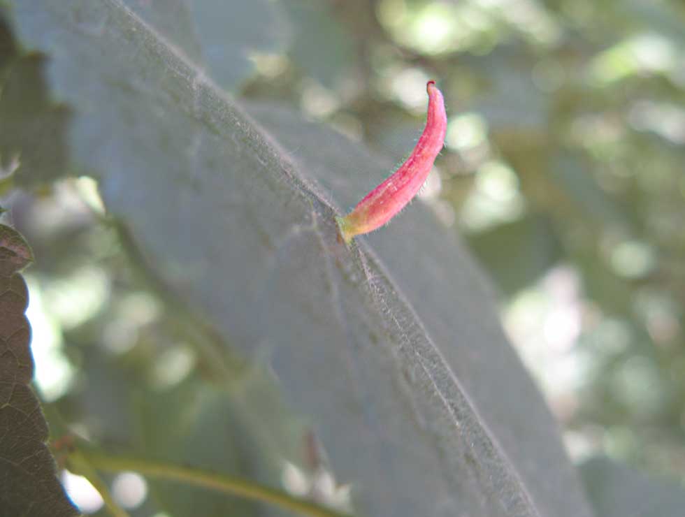 Lijsterbespokmijt: Schadebeeld op <I>Sorbus</I> | © Viaverda
