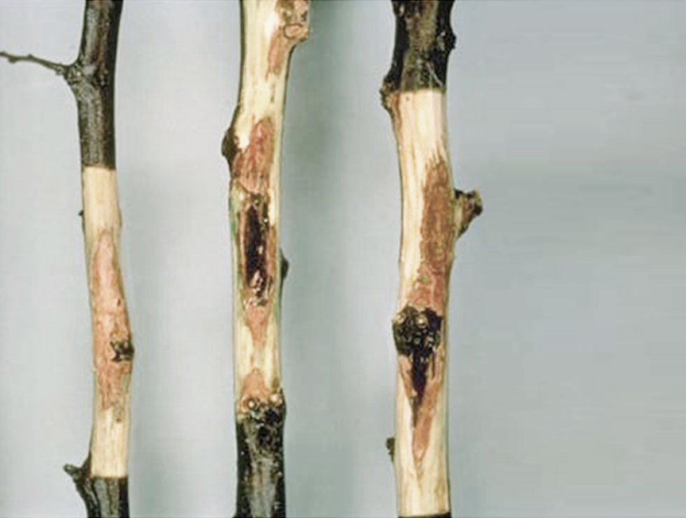 Xanthomonas arboricola pv Pruni: Schadebeeld | © U.Mazzucchi, Universita Degli Studi Bologna