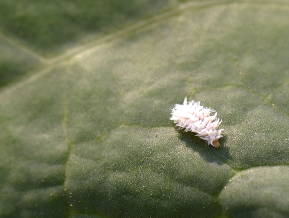 Lieveheersbeestjes: Larve <I>Scymnus sp</I>. | © HoGent