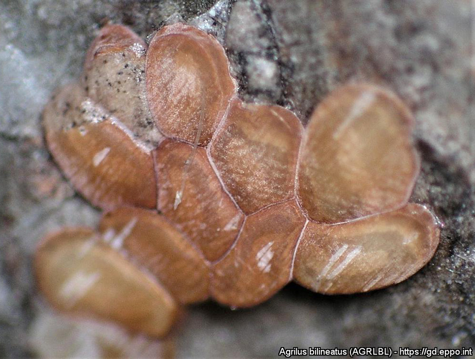 Agrilus bilineatus: Ei | © EPPO, D. L. Miller, USDA Forest Service