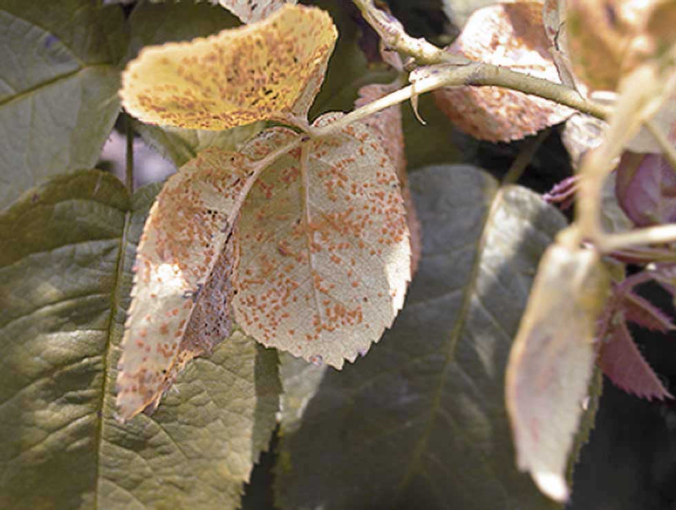 Roest: Schadebeeld op <I>Rosa</I> | © Viaverda