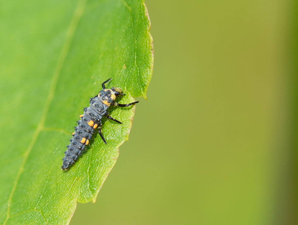 Lieveheersbeestjes: Larve derde stadium | © HoGent