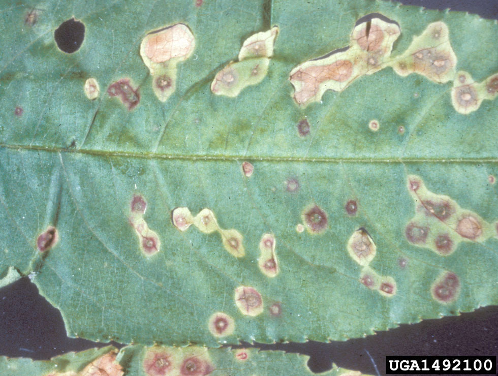 Xanthomonas arboricola pv Pruni: Schadebeeld | © University Of Georgia Plant Pathology, Bugwood.org