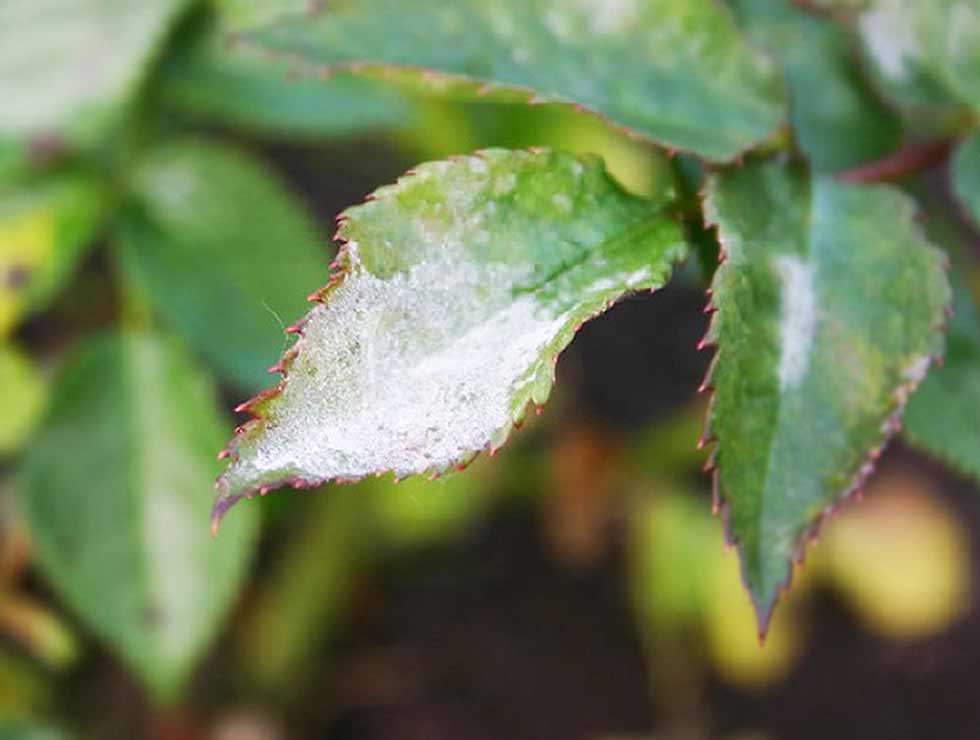 Witziekte: Schadebeeld op <I>Rosa</I> | © Viaverda