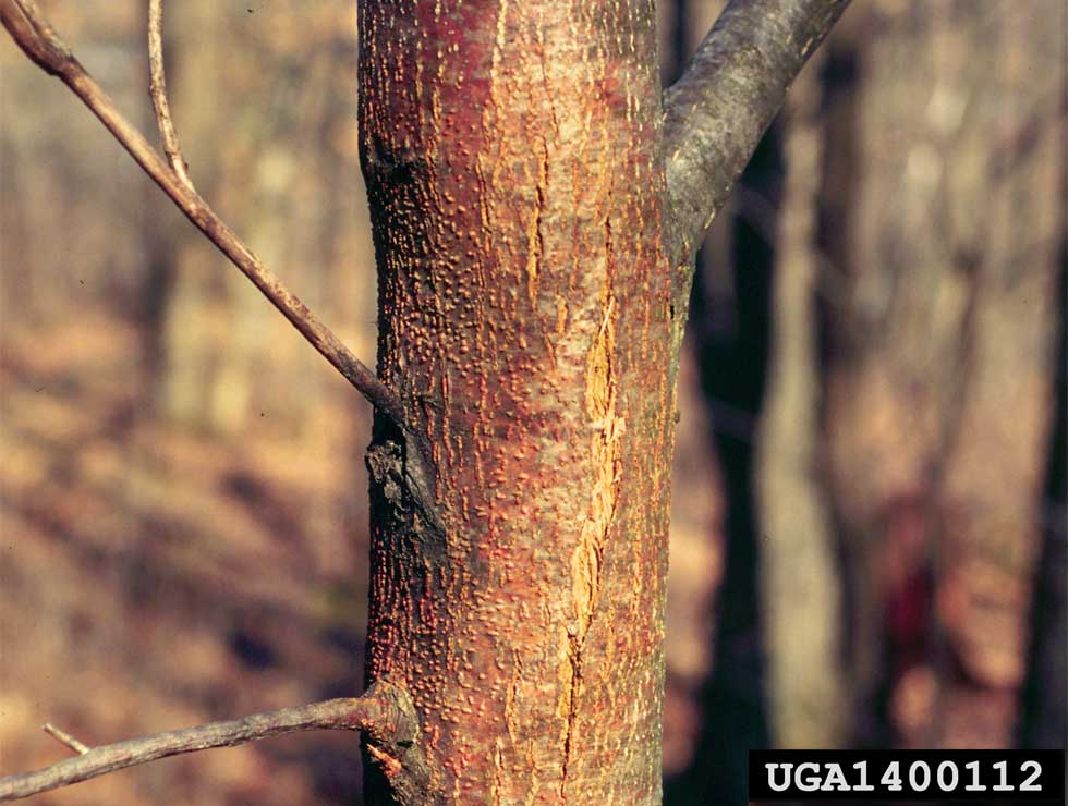 Kastanjekanker: Schadebeeld | © L. Haugen, USDA Forest Service, Bugwood.org
