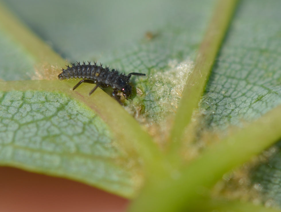 Lieveheersbeestjes: Larve tweede stadium | © HoGent