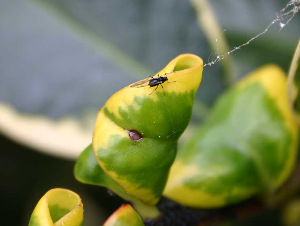 Zwarte bonenluis: Adult en schadebeeld | © Viaverda