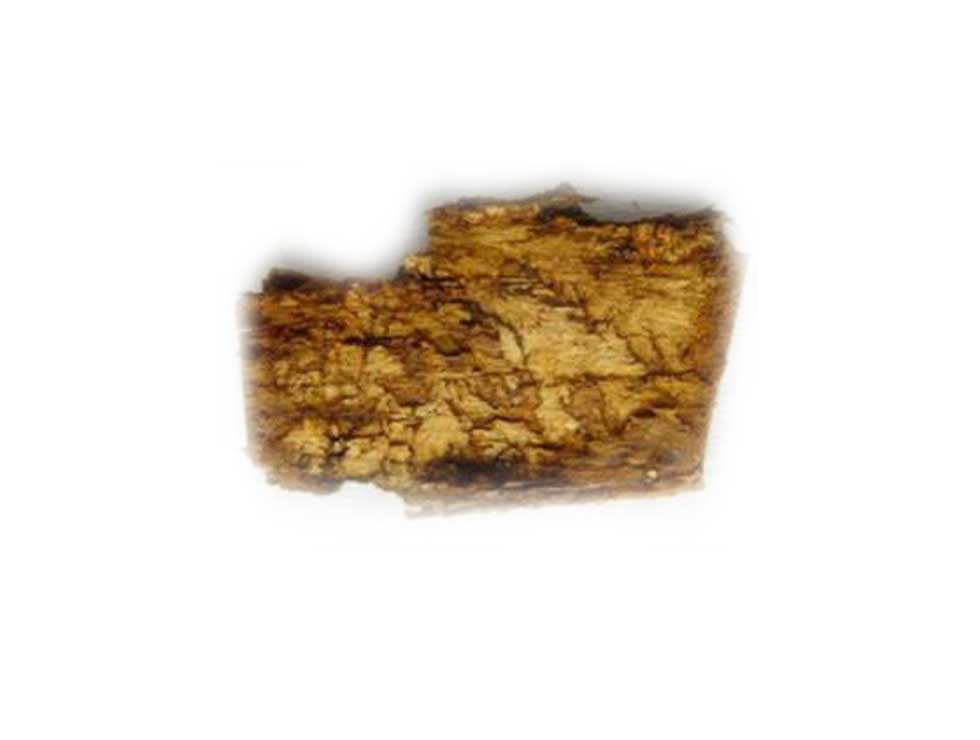 Kastanjekanker: Schadebeeld | © _A.ChandelierCRAW