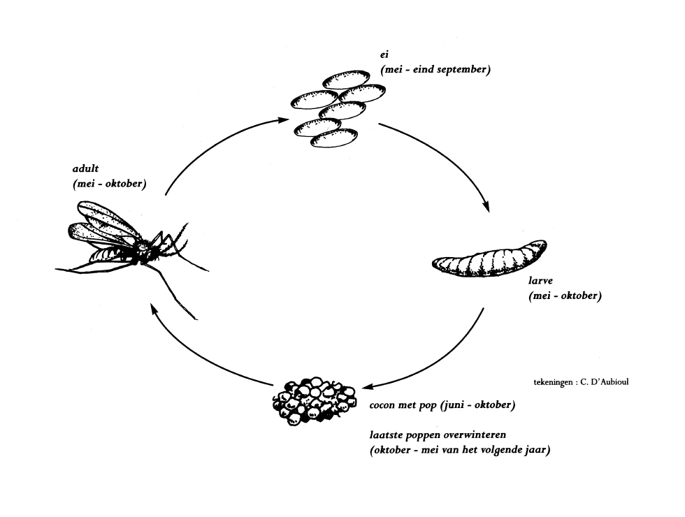 Roofgalmuggen: Cyclus | © Viaverda