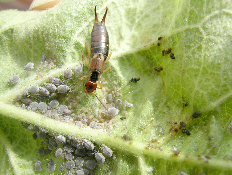 Oorwormen: Adult voedt zich met luis | © pcfruit