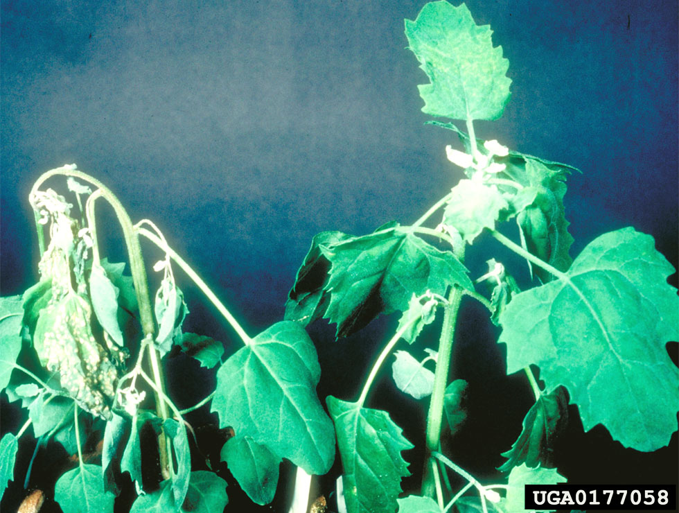 Raspberry ringspot (nepo)virus: Schadebeeld | © SCRI Dundee, Bugwood.org