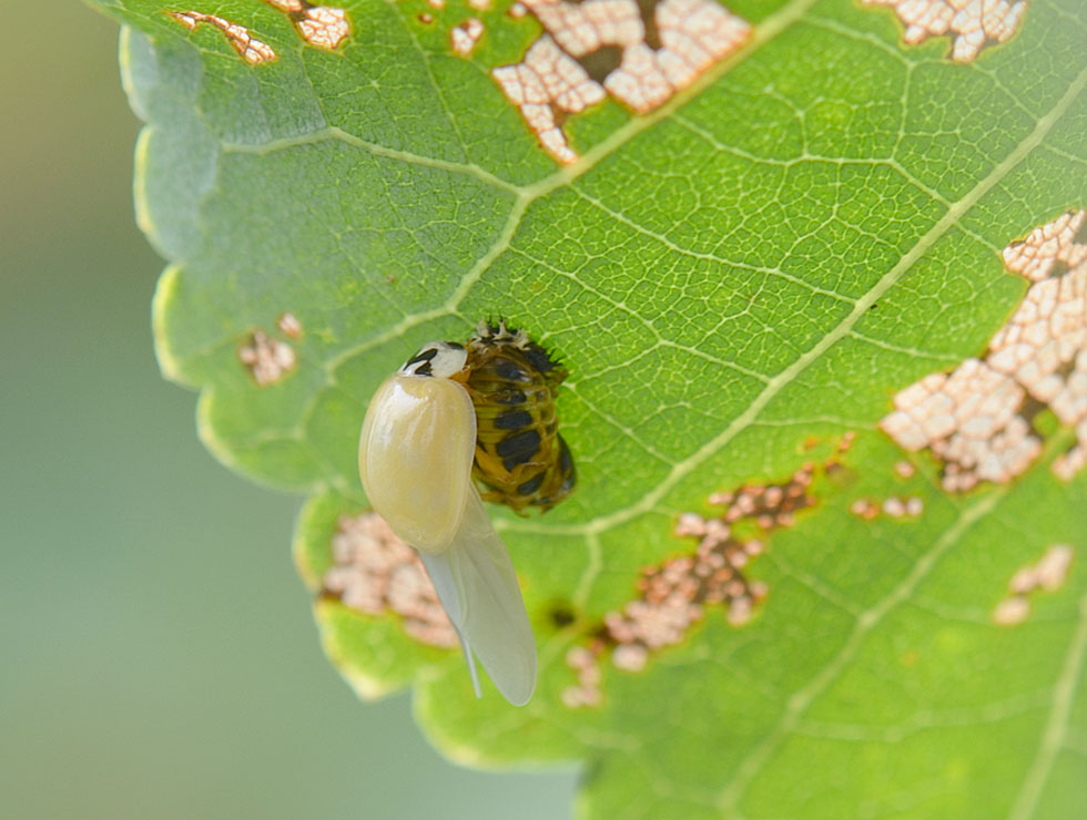 Lieveheersbeestjes: Adult Aziatisch LHB net uit pop | © HoGent