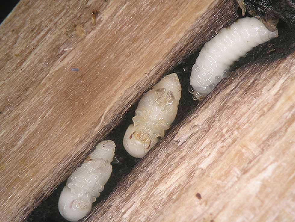 Ongelijke houtkever: Pop en larve, zichtbaar na doorsnijden twijg | © Viaverda