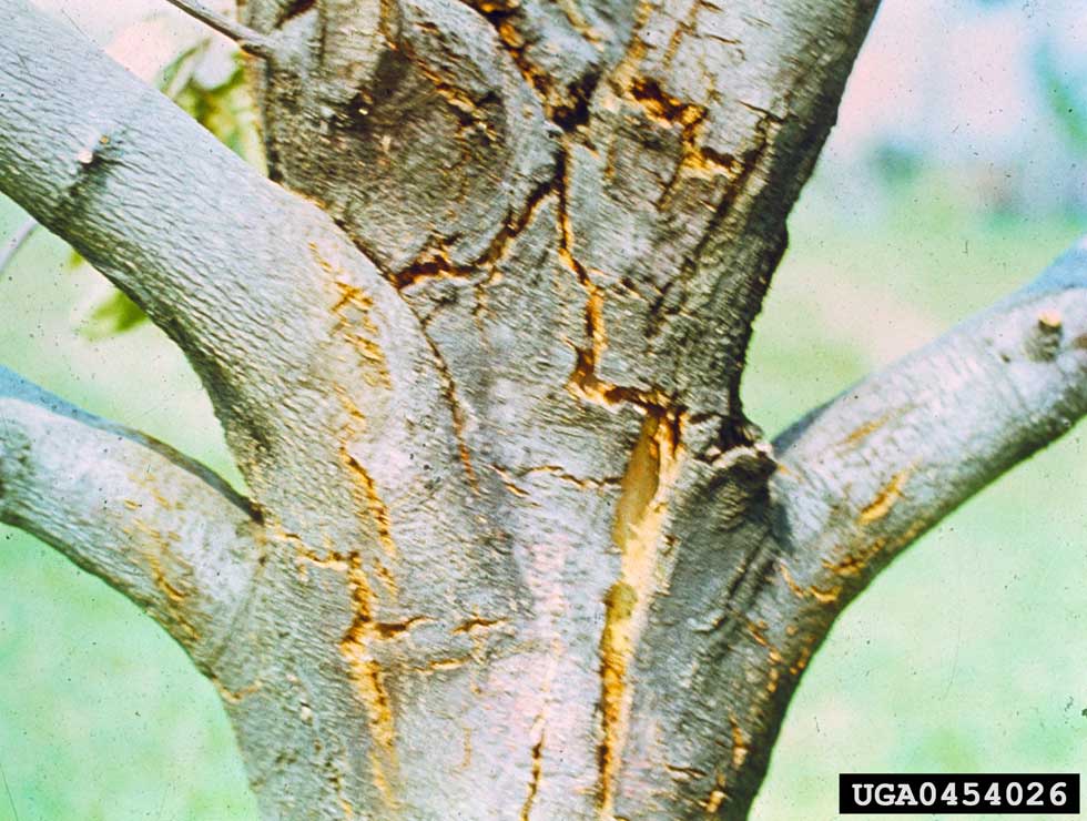 Kastanjekanker: Schadebeeld | © Ministry Of Agriculture And Regional Development, Bugwood.org