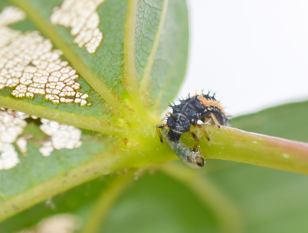 Lieveheersbeestjes: Larve Aziatisch LHB eet lindebladwesplarve | © HoGent