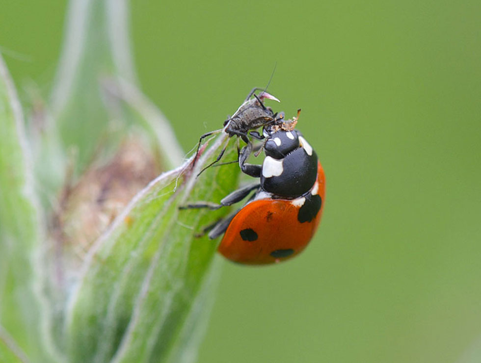 Lieveheersbeestjes: Adult | © HoGent