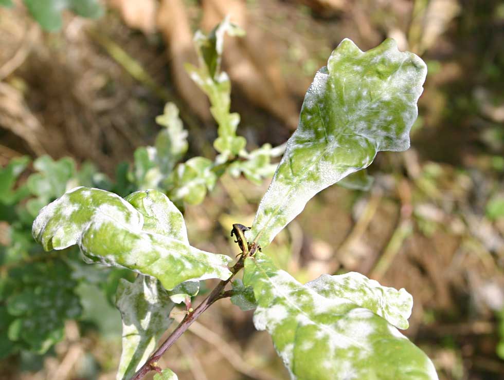 Witziekte: Schadebeeld op <I>Quercus</I> | © Viaverda