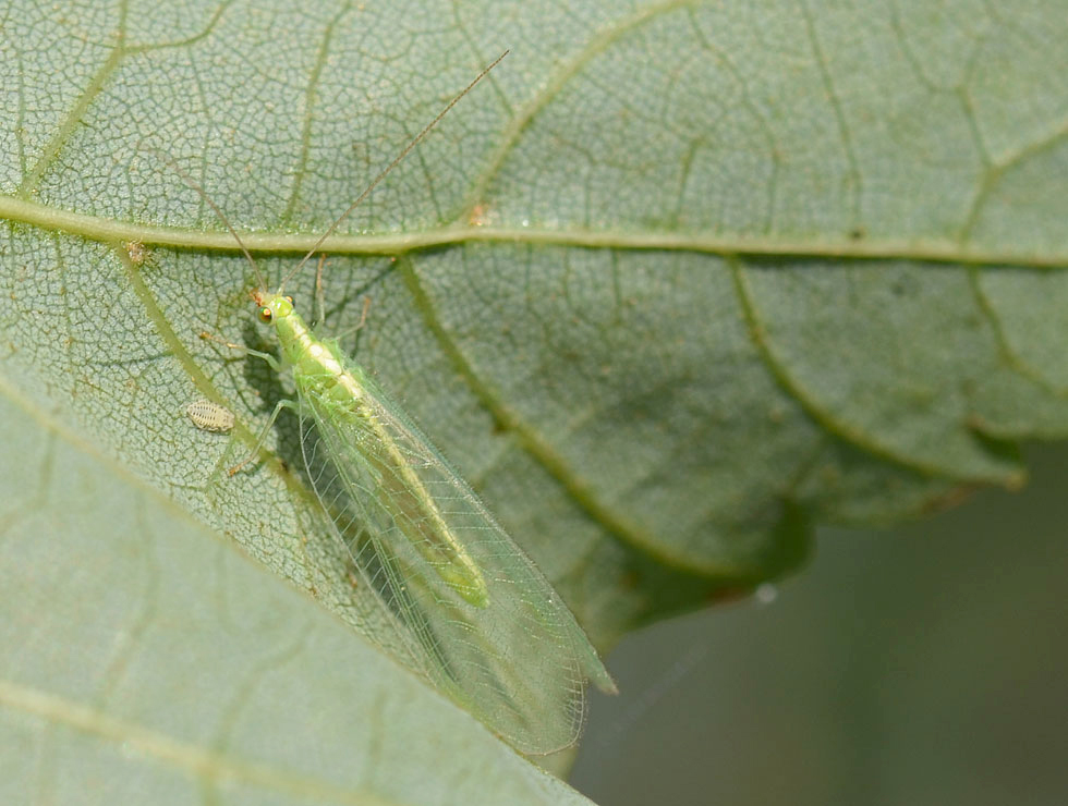 Gaasvliegen: Adult groene gaasvlieg (<I>Chrysopa carnea</I>) | © HoGent