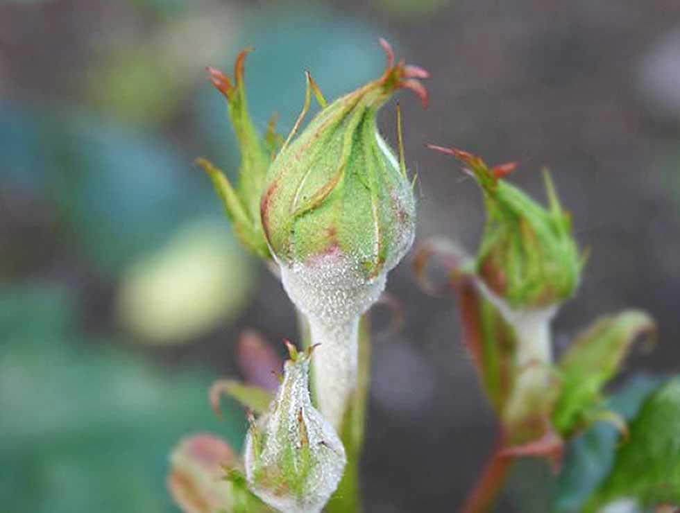 Witziekte: Schadebeeld op <I>Rosa</I> | © Viaverda