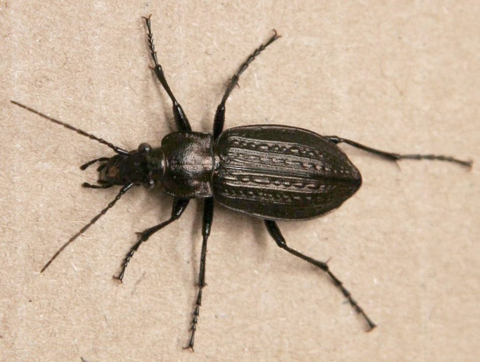 Loopkevers: Adult <I>Carabus granulatus</I> | © Viaverda