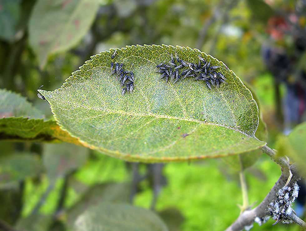 Wollige bloedluis: Adult gevleugeld | © Viaverda