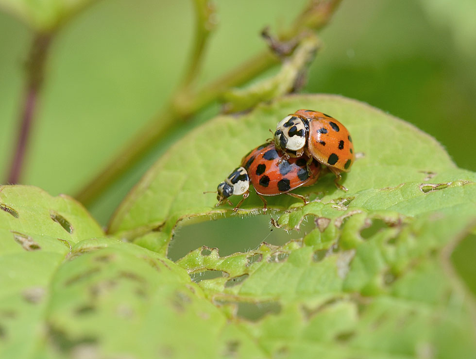 Lieveheersbeestjes: Adult parend | © HoGent