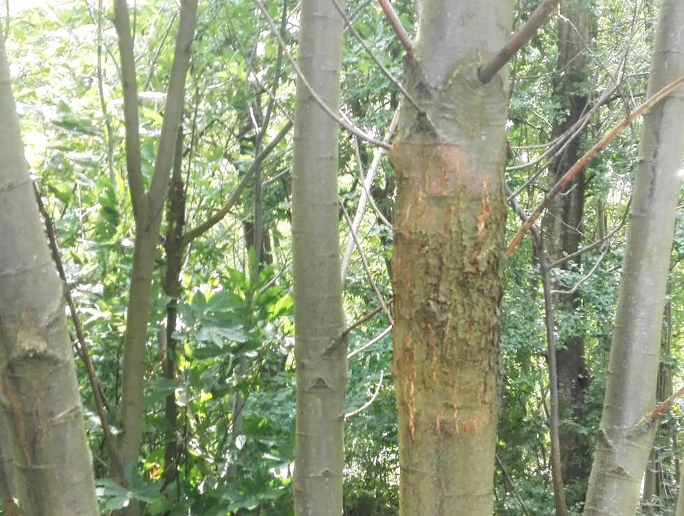 Kastanjekanker: Schadebeeld kankers | © Viaverda