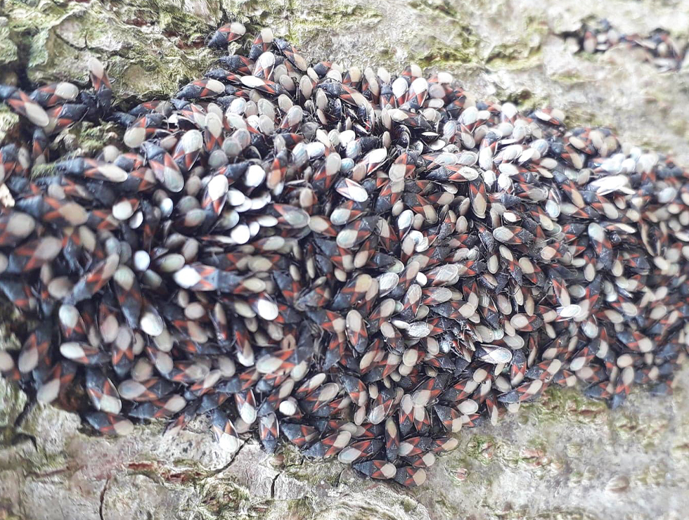Lindespitskop: Schadebeeld | © Viaverda