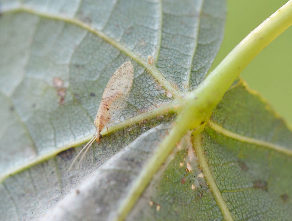 Gaasvliegen: Adult bruine gaasvlieg (<I>Micromus sp.</I>) | © HoGent