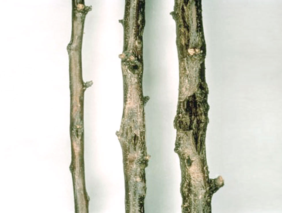 Xanthomonas arboricola pv Pruni: Schadebeeld | © U.Mazzucchi, Universita Degli Studi Bologna