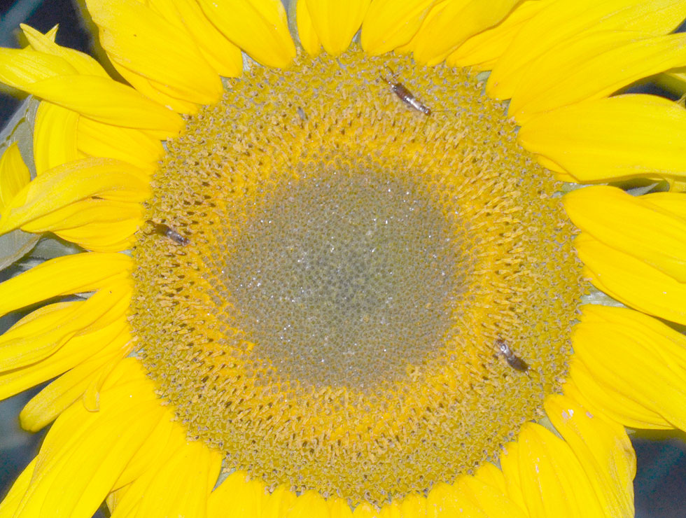Oorwormen: Adult voedt zich met nectar | © HoGent