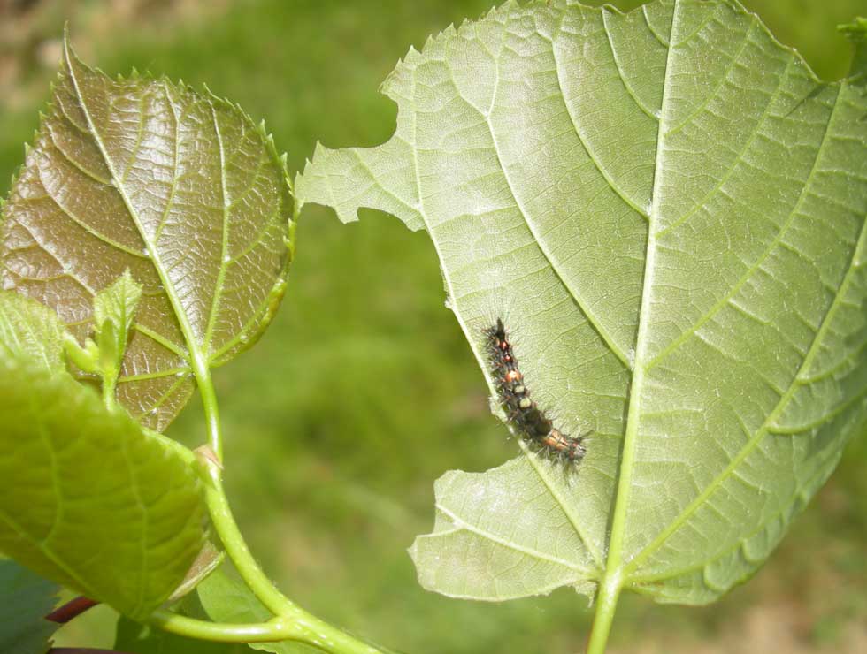 Witvlakvlinder: Schadebeeld en larve | © PCS
