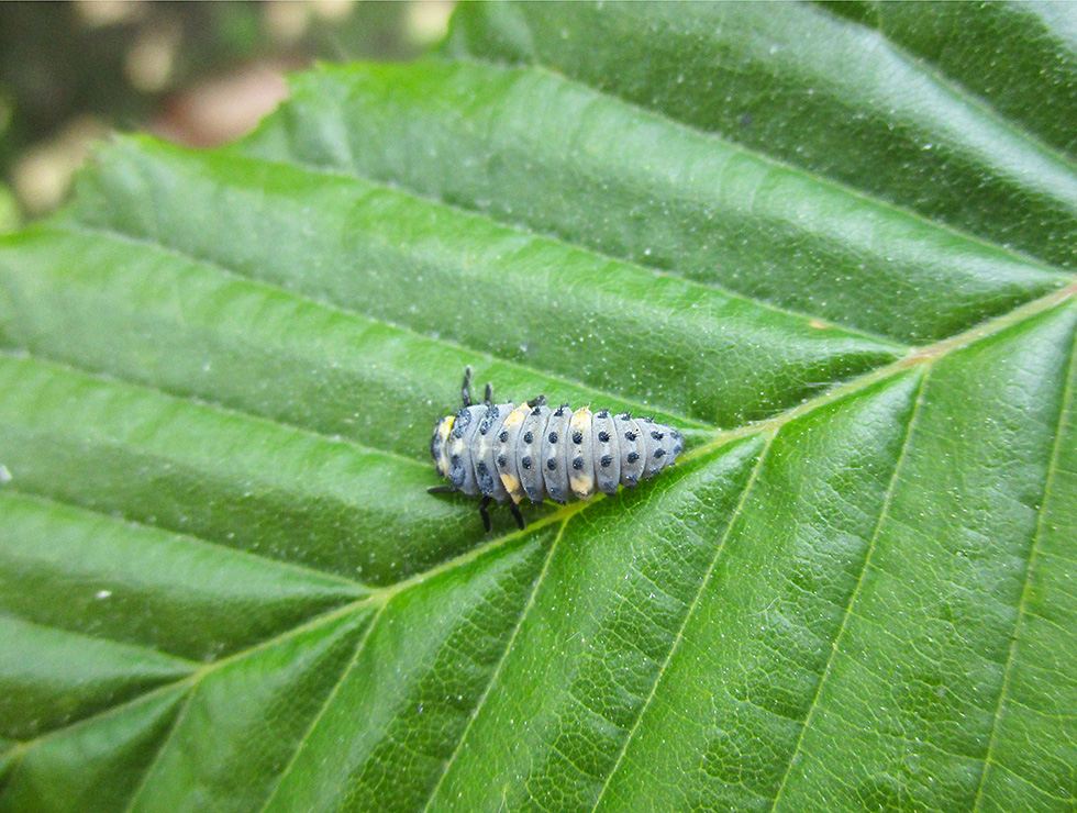 Lieveheersbeestjes: Larve | © Viaverda